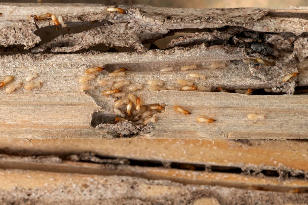 Best Commercial Pest Control Services  in Montezuma, GA